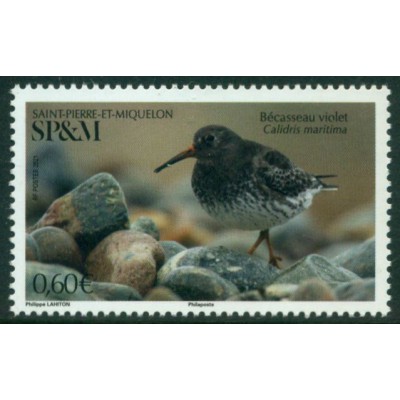 Pájaro Pico Morado